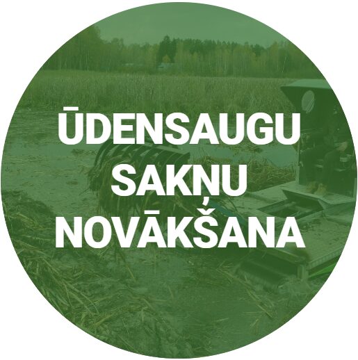 Ūdensaugu sakņu novākšana